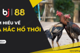 BJ88 Đá Gà - Trải Nghiệm Đỉnh Cao